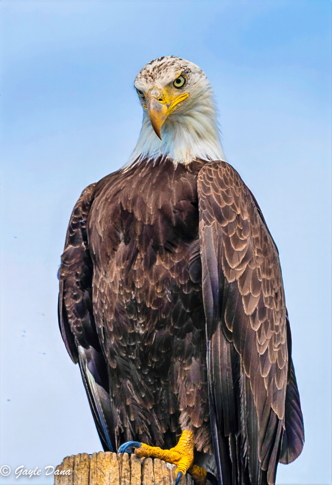 Bald Eagle 5 8 26